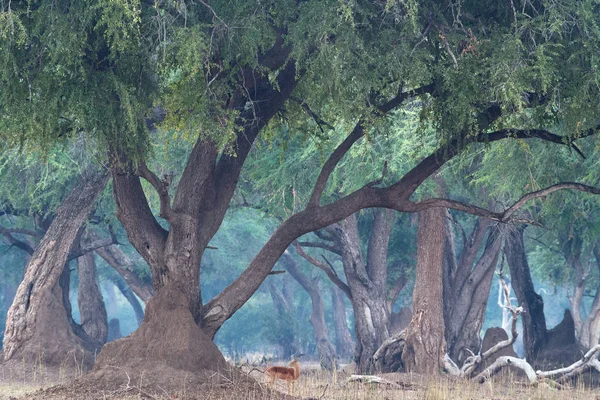 Gün Batımında Ormanda Antilop Otlatma — Stok fotoğraf