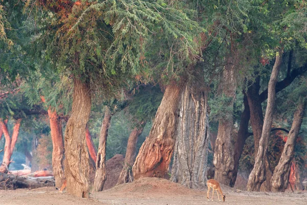 Deux Antilopes Broutant Dans Forêt Coucher Soleil — Photo