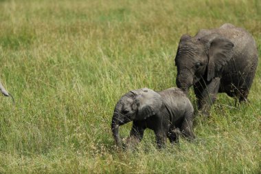 Kenya 'daki habitatlarında bir grup Afrika fili
