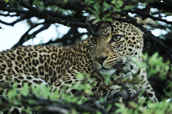 Bellissimo Giovane Leopardo Kenya Savana — Foto Stock