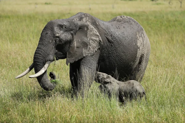 Afrikanska Elefanter Sin Livsmiljö Kenya — Stockfoto