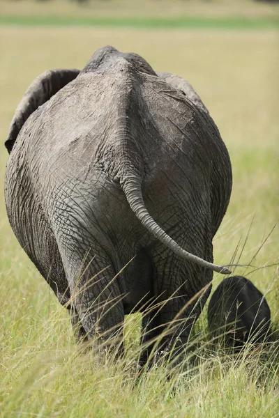 Grupo Elefantes Africanos Seu Habitat Quénia — Fotografia de Stock