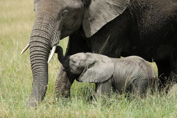 Grupo Elefantes Africanos Hábitat Kenia — Foto de Stock