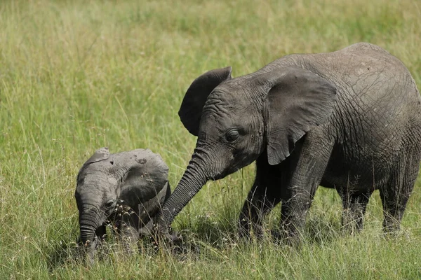 Grupo Elefantes Africanos Hábitat Kenia — Foto de Stock