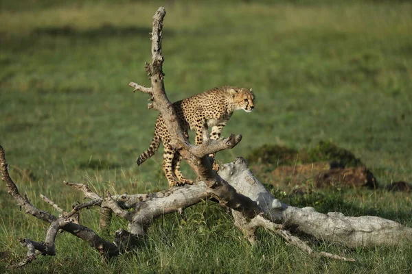 Bellissimo Giovane Ghepardo Che Arrampica Sul Vecchio Ramo Albero Kenya — Foto Stock