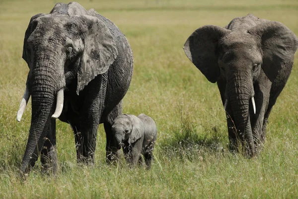 Kelompok Gajah Afrika Habitat Mereka Kenya — Stok Foto