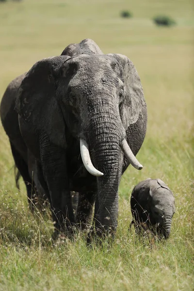 Grupo Elefantes Africanos Hábitat Kenia — Foto de Stock