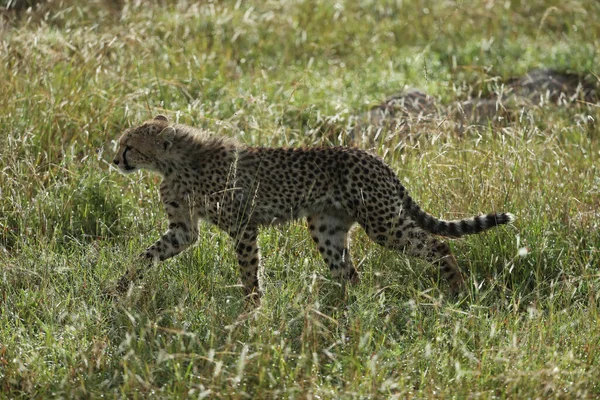 Bellissimo Giovane Ghepardo Kenya Savana — Foto Stock