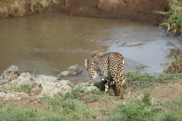 Young Cheetahs Drinking Water Kenya Savanna — Stock Photo, Image
