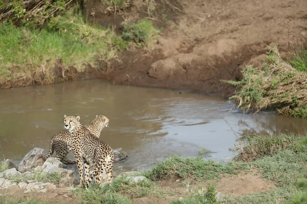 Young Cheetahs Drinking Water Kenya Savanna — Stock Photo, Image