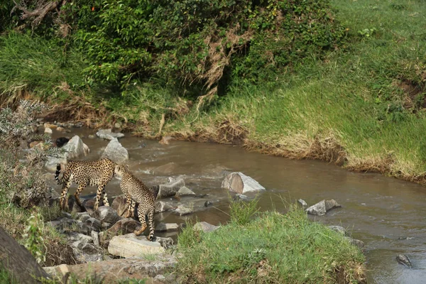 Giovani Ghepardi Acqua Potabile Kenya Savana — Foto Stock