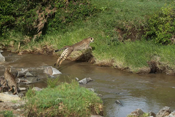 Gyönyörű Fiatal Gepárd Kenyában Szavanna Ugrás Víz Közelében — Stock Fotó