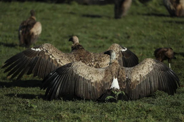 Vista Cerca Buitres Depredadores Aves Comiendo Presa — Foto de Stock