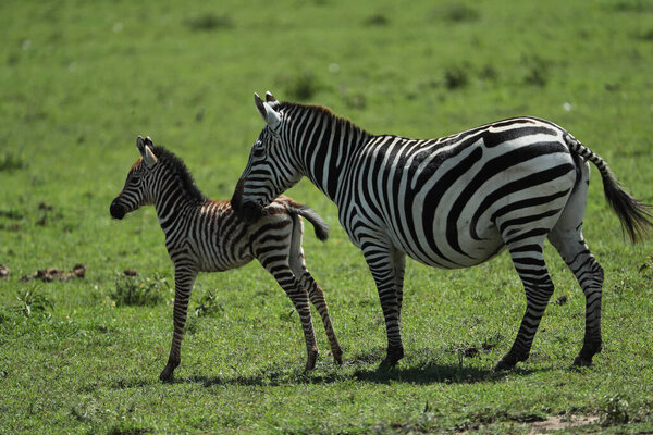 Beautiful cute zebras grazing in natural habitat