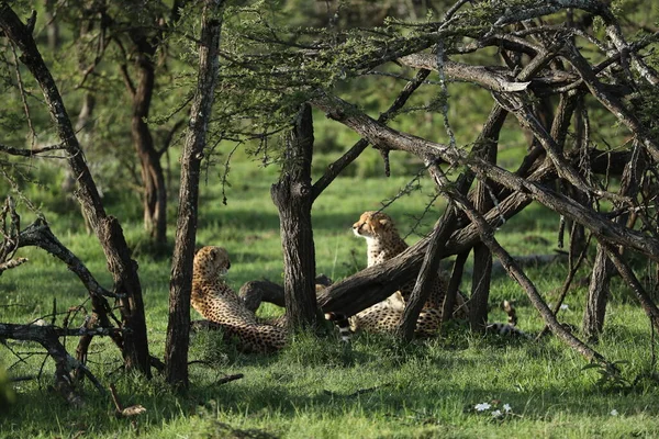 Gruppo Giovani Ghepardi Giocosi Nella Savana Africana — Foto Stock