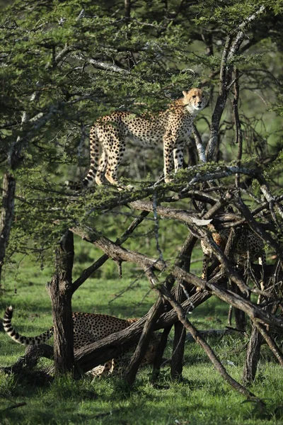 Gruppo Giovani Ghepardi Giocosi Nella Savana Africana — Foto Stock