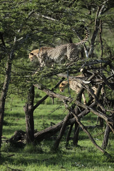 Afrika Ovalarında Bir Grup Genç Oyuncu Çita — Stok fotoğraf