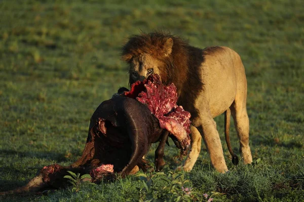 Wild Lion Africa Eating His Prey — Stock Photo, Image