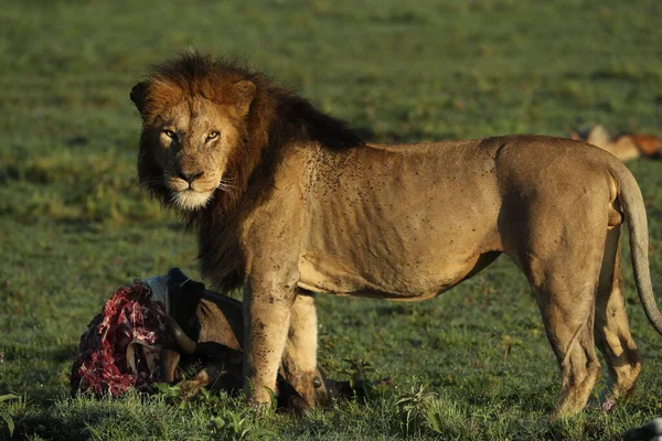 Afrika Daki Vahşi Aslan Avını Yiyor — Stok fotoğraf