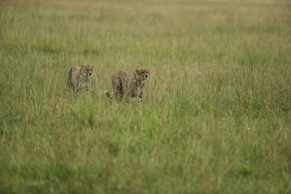 Gruppo Giovani Ghepardi Giocosi Nella Savana Africana — Foto Stock