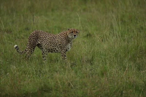 Krásný Mladý Gepard Keňské Savaně — Stock fotografie