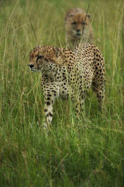 Afrika Ovalarında Bir Grup Genç Oyuncu Çita — Stok fotoğraf