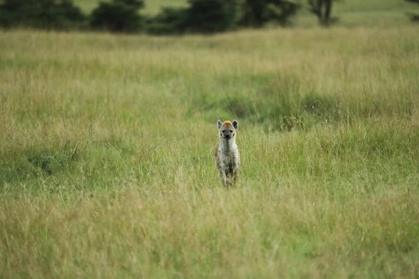 Pequena Hiena Correndo Campo Grama Verde África — Fotografia de Stock