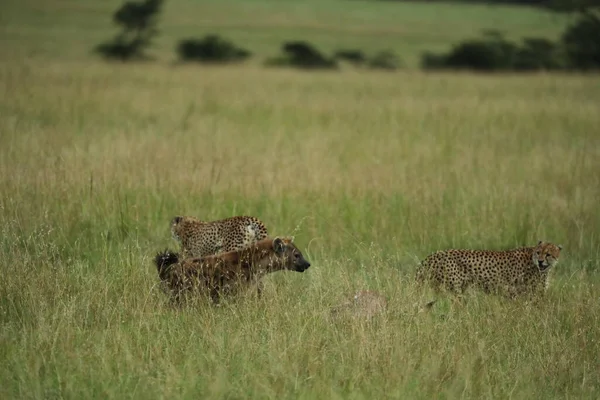 Gepardi Bojují Hyenami Kořist Travnatém Poli — Stock fotografie