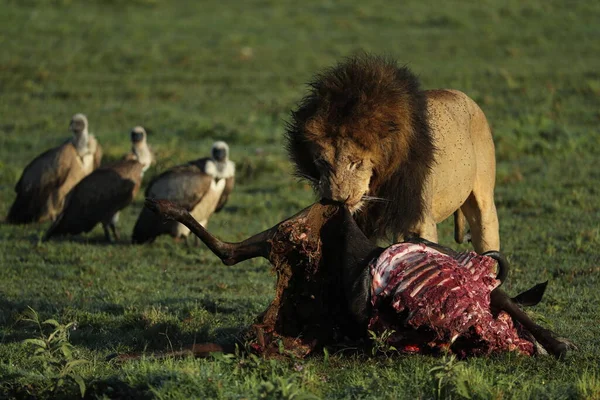 Afrika Daki Vahşi Aslan Avını Yiyor — Stok fotoğraf