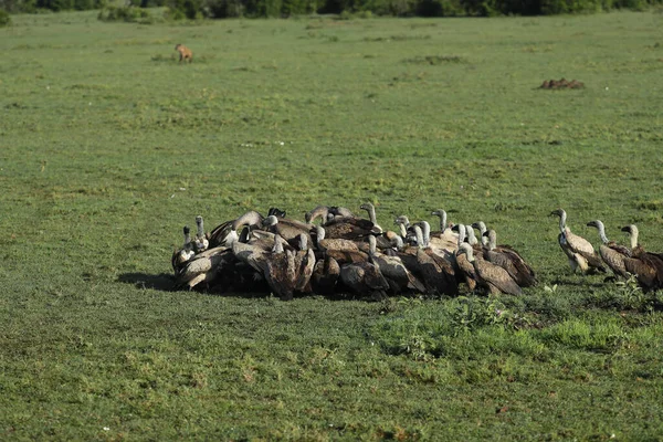 Visão Perto Dos Abutres Predadores Pássaros Comendo Suas Presas — Fotografia de Stock