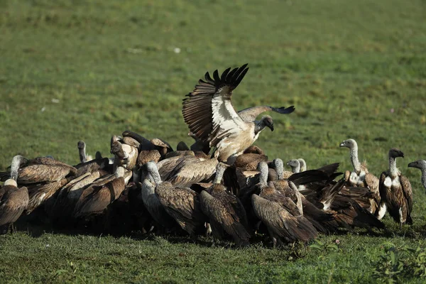 Vista Cerca Buitres Depredadores Aves Comiendo Presa — Foto de Stock