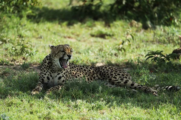 Piękny Młody Gepard Kenii Sawanna — Zdjęcie stockowe