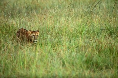Afrika 'daki safari sırasında dişi aslanların ve küçük aslanların yakın görüntüsü.
