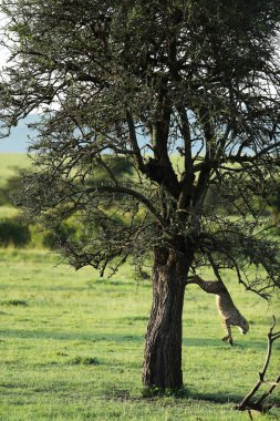 Kenya savanasında çitalar ağaca tırmanıyor.