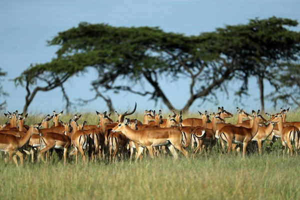 Kenya Otlayan Bir Grup Antilop — Stok fotoğraf