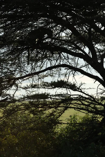 아프리카 사바나 나무를 가까이 — 스톡 사진