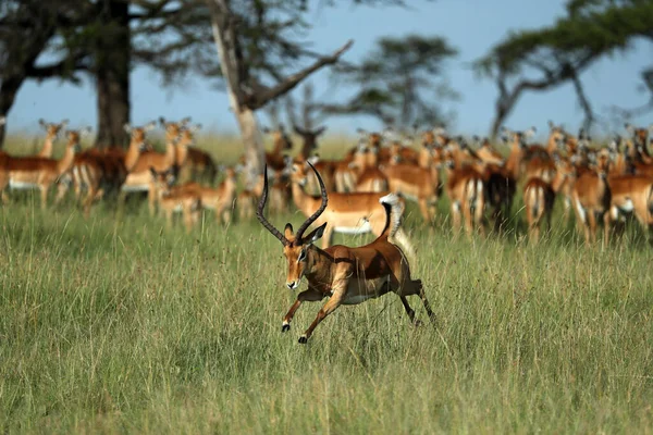 Grupo Antelopes Pastando Campo Quênia — Fotografia de Stock