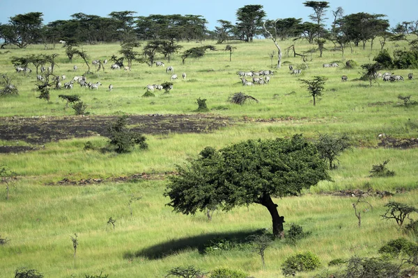 Bellissimo Paesaggio Panoramico Della Savana Africana — Foto Stock