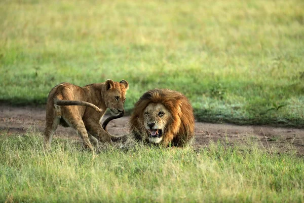 Wilde Löwen Liegen Auf Grünem Gras Afrika — Stockfoto
