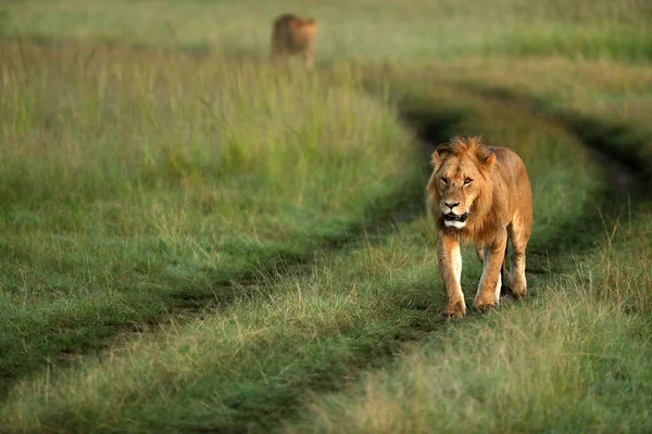 Belo Leão Selvagem Andando Durante Pôr Sol África — Fotografia de Stock