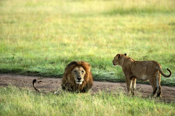 Leii Sălbatici Zăceau Iarbă Verde Africa — Fotografie, imagine de stoc