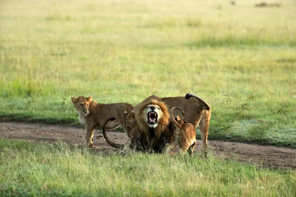 Leões Selvagens Que Põem Grama Verde África — Fotografia de Stock