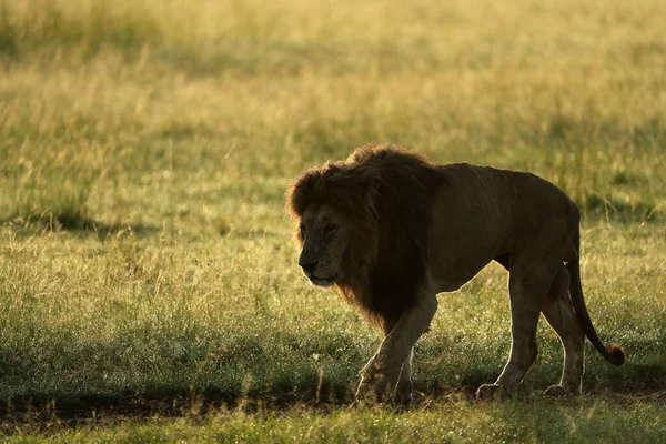 Magnifique Lion Sauvage Marchant Coucher Soleil Afrique — Photo