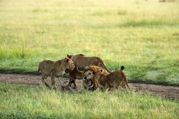Lions Sauvages Posant Sur Herbe Verte Afrique — Photo
