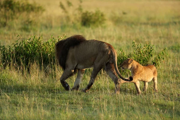 Лев Ходить Дитинчам Левів Траві Кенії — стокове фото