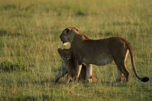 Vista Perto Leoas Leõezinhos Durante Safári África — Fotografia de Stock