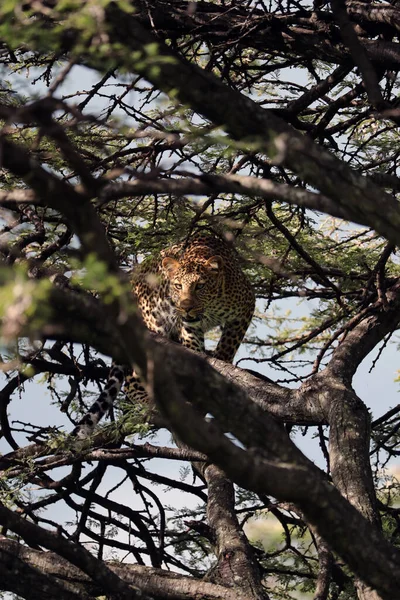 美しい成虫ヒョウがアフリカで木に登り — ストック写真