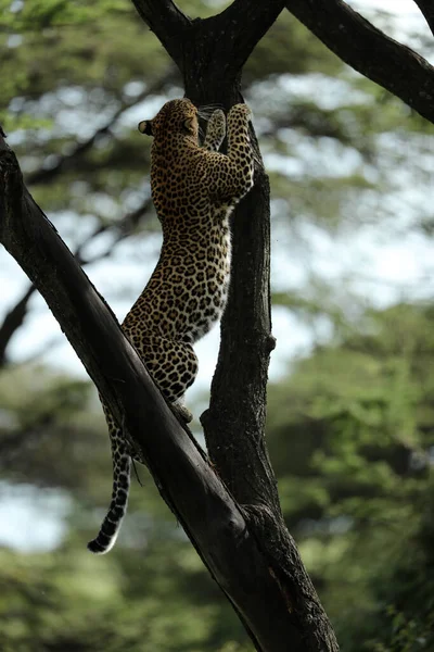 Beautiful Adult Leopard Climbing Tree Africa — Stock Photo, Image