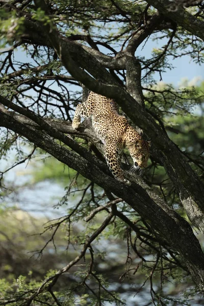 非洲美丽的成年豹子爬上了树 — 图库照片