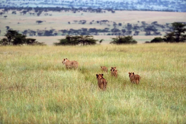 Nahaufnahme Von Löwinnen Und Kleinen Löwen Während Einer Safari Afrika — Stockfoto